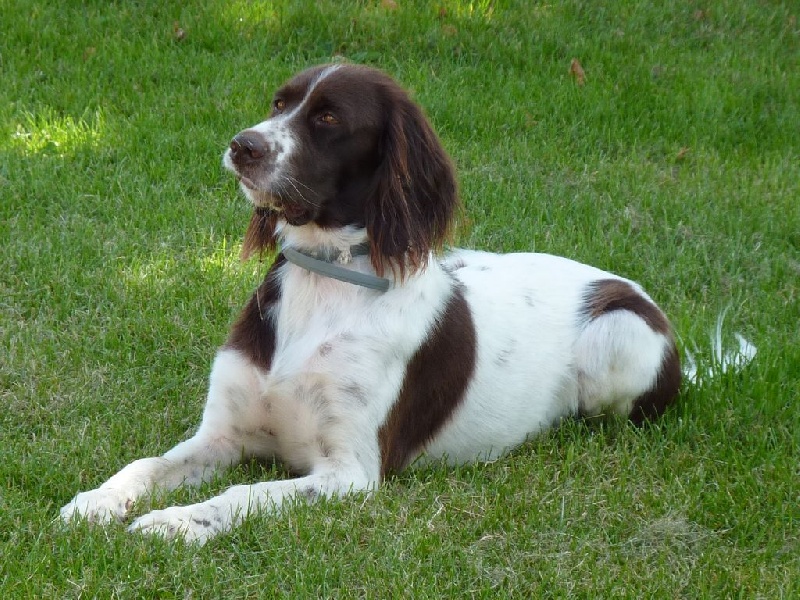 Flora du pre de la gohelle